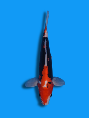 Beni Kumonryu | Koi&Co.